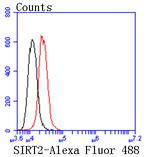 SIRT2 Antibody in Flow Cytometry (Flow)