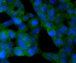 SIRT2 Antibody in Immunocytochemistry (ICC/IF)