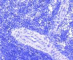 FosB Antibody in Immunohistochemistry (Paraffin) (IHC (P))