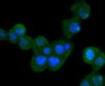 Bcl-10 Antibody in Immunocytochemistry (ICC/IF)