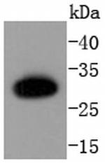 Caspase 6 p18 Antibody in Western Blot (WB)