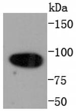 Calnexin Antibody in Western Blot (WB)