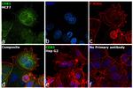 CD81 Antibody in Immunocytochemistry (ICC/IF)