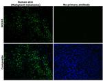 SOX10 Antibody in Immunohistochemistry (Paraffin) (IHC (P))