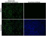 SOX10 Antibody in Immunohistochemistry (Paraffin) (IHC (P))