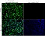 SOX10 Antibody in Immunohistochemistry (Paraffin) (IHC (P))