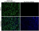 SOX10 Antibody in Immunohistochemistry (Paraffin) (IHC (P))