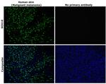 SOX10 Antibody in Immunohistochemistry (Paraffin) (IHC (P))