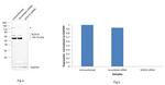 SOX10 Antibody in Western Blot (WB)