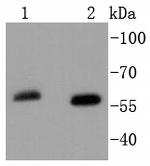 SOX10 Antibody in Western Blot (WB)