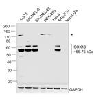 SOX10 Antibody in Western Blot (WB)