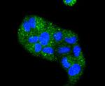 Cytokeratin 4 Antibody in Immunocytochemistry (ICC/IF)