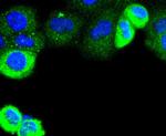 Cytokeratin 4 Antibody in Immunocytochemistry (ICC/IF)