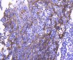 Cytokeratin 4 Antibody in Immunohistochemistry (Paraffin) (IHC (P))