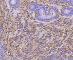 CD266 (TWEAK Receptor) Antibody in Immunohistochemistry (Paraffin) (IHC (P))