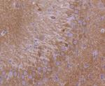 GluR1 Antibody in Immunohistochemistry (Paraffin) (IHC (P))