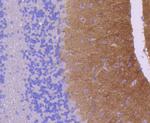 GluR1 Antibody in Immunohistochemistry (Paraffin) (IHC (P))