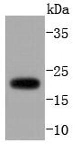 ARF1 Antibody in Western Blot (WB)