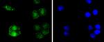 RelB Antibody in Immunocytochemistry (ICC/IF)