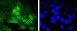 Cyclin A2 Antibody in Immunocytochemistry (ICC/IF)