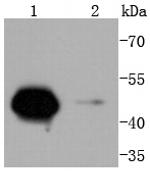 Cyclin A2 Antibody in Western Blot (WB)