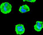 PDPK1 Antibody in Immunocytochemistry (ICC/IF)