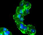 pro-Caspase 7 Antibody in Immunocytochemistry (ICC/IF)