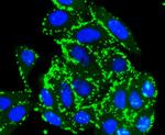 pro-Caspase 7 Antibody in Immunocytochemistry (ICC/IF)