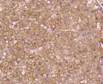 pro-Caspase 7 Antibody in Immunohistochemistry (Paraffin) (IHC (P))