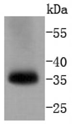 pro-Caspase 7 Antibody in Western Blot (WB)