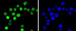 Phospho-Cyclin E (Thr77) Antibody in Immunocytochemistry (ICC/IF)