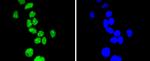 Phospho-Cyclin E (Thr77) Antibody in Immunocytochemistry (ICC/IF)