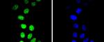 Phospho-Cyclin E (Thr77) Antibody in Immunocytochemistry (ICC/IF)