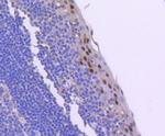 Phospho-Cyclin E (Thr77) Antibody in Immunohistochemistry (Paraffin) (IHC (P))