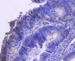 Phospho-Cyclin E (Thr77) Antibody in Immunohistochemistry (Paraffin) (IHC (P))