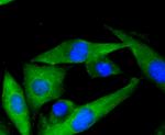 MKK7 Antibody in Immunocytochemistry (ICC/IF)