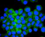 ATF4 Antibody in Immunocytochemistry (ICC/IF)