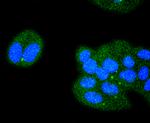 ATF4 Antibody in Immunocytochemistry (ICC/IF)