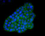 ATF4 Antibody in Immunocytochemistry (ICC/IF)