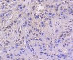 ATF4 Antibody in Immunohistochemistry (Paraffin) (IHC (P))