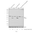 ATF4 Antibody in Western Blot (WB)