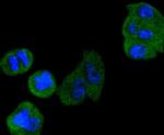 Cyclin D3 Antibody in Immunocytochemistry (ICC/IF)