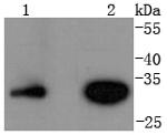 Cyclin D3 Antibody in Western Blot (WB)