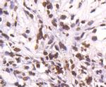 Histone H4 Antibody in Immunohistochemistry (Paraffin) (IHC (P))