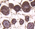 Histone H4 Antibody in Immunohistochemistry (Paraffin) (IHC (P))