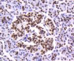 Histone H4 Antibody in Immunohistochemistry (Paraffin) (IHC (P))