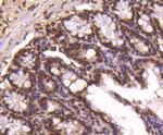 Histone H4 Antibody in Immunohistochemistry (Paraffin) (IHC (P))