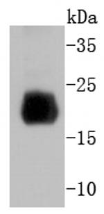 Histone H4 Antibody in Western Blot (WB)