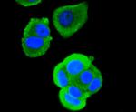 RUNX1/RUNX2/RUNX3 Antibody in Immunocytochemistry (ICC/IF)