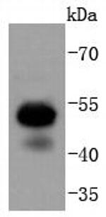 RUNX1/RUNX2/RUNX3 Antibody in Western Blot (WB)